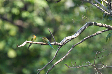 A small bird that lives naturally in Thailand.