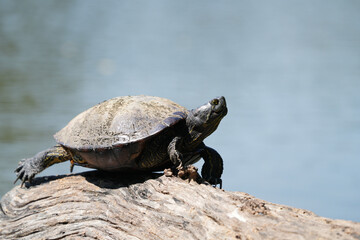 Obraz premium Turtle on a log, living naturally in Thailand