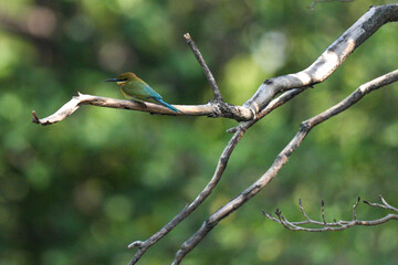 A small bird that lives naturally in Thailand.