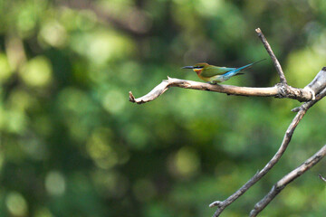 A small bird that lives naturally in Thailand.