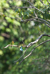 A small bird that lives naturally in Thailand.