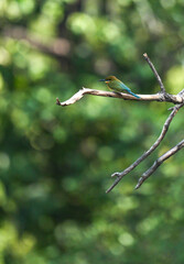A small bird that lives naturally in Thailand.