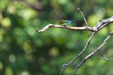 A small bird that lives naturally in Thailand.