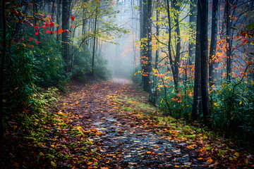 Obraz premium An Autumn Morning on a Tranquil North Carolina Hiking Trail