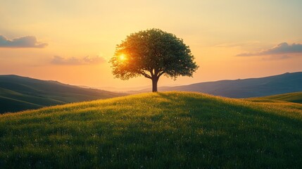 Majestic Lone Tree on Green Hill under Blue Sky with Sunshine: Tranquil Nature Scene with Beautiful Landscape and Minimalist Design
