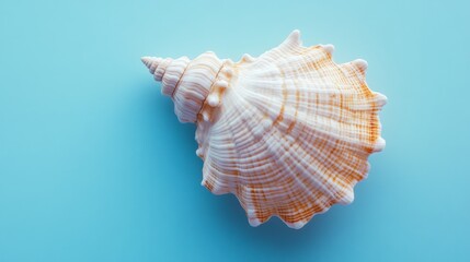 Obraz premium Single Seashell on a Light Blue Background