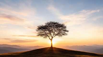 solitary tree on hill silhouetted against colorful sunset