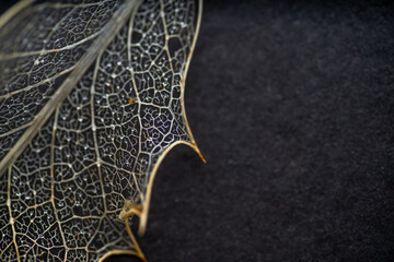 Close up of Dried Out Old Holly Leaf