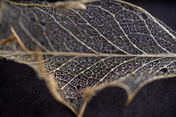 Close up of Dried Out Old Holly Leaf