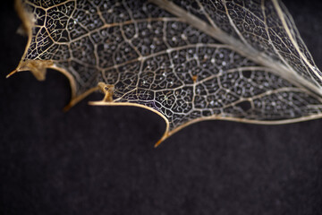 Close up of Dried Out Old Holly Leaf