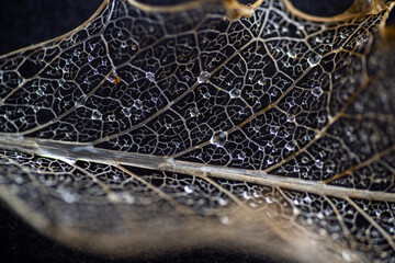 Close up of Dried Out Old Holly Leaf