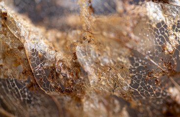 Close up of Dried Out Old Tree Leaf 