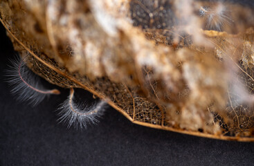 Close up of Dried Out Old Tree Leaf 