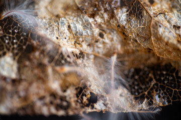 Close up of Dried Out Old Tree Leaf 