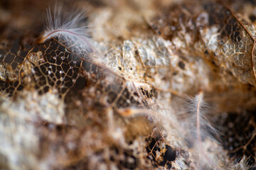 Close up of Dried Out Old Tree Leaf 