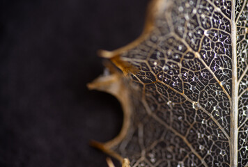 Close up of Dried Out Old Holly Leaf