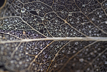 Close up of Dried Out Old Holly Leaf