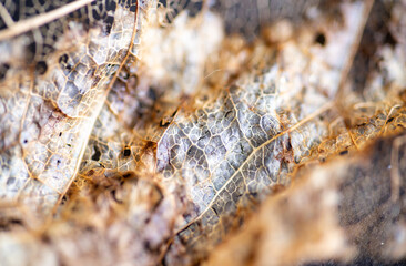 Close up of Dried Out Old Tree Leaf 