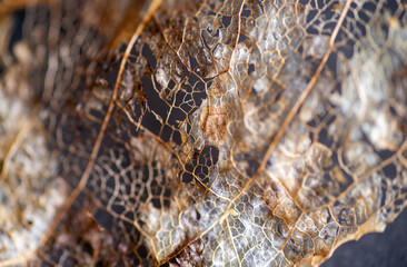 Close up of Dried Out Old Tree Leaf 