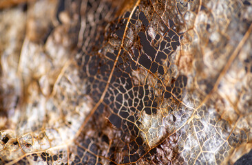 Close up of Dried Out Old Tree Leaf 
