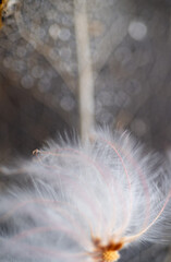 Close up of White Fuzzy Seeds on Dark Background