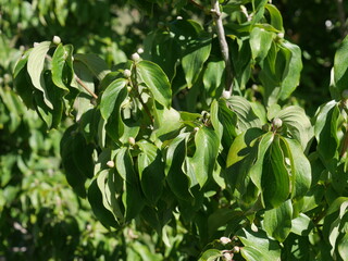 Cornelian Cherry Dogwood tree leaves in autumn, Colorado