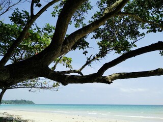 tree on the beach​ in​ southern​ Thailand​