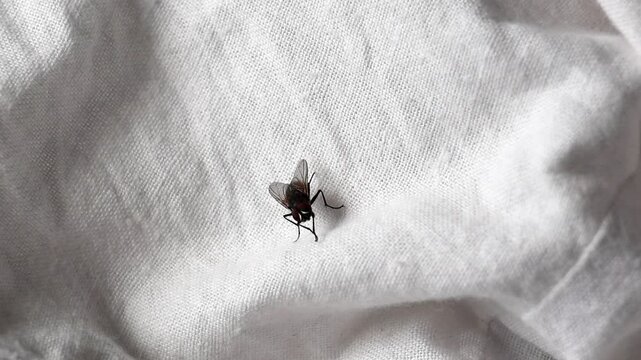 Close-up of housefly (Musca domestica) activity on a white fabric surface.