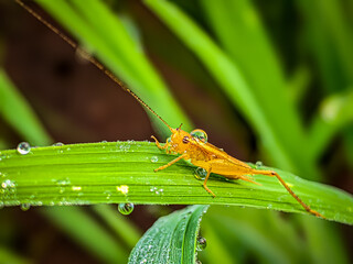 grasshopper on a leaf