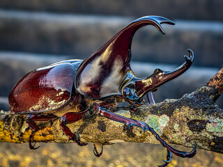 animal photography with a close-up or macro angle