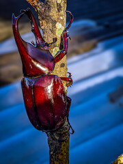 christmas decoration on a tree