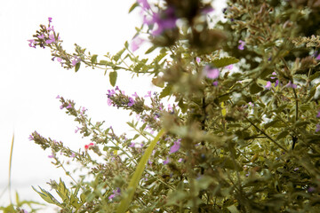 purple flowers blowing in the wind