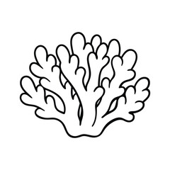 Beautiful coral with white background.