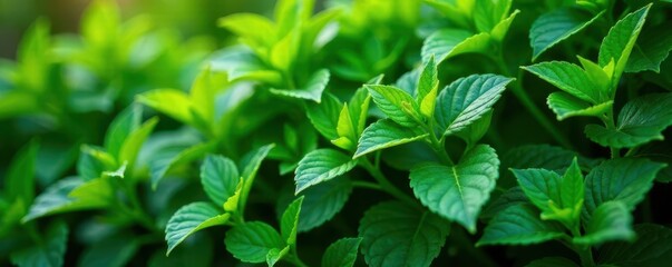 Lush green foliage, vibrant leaves, dense bush , summer, landscape, nature