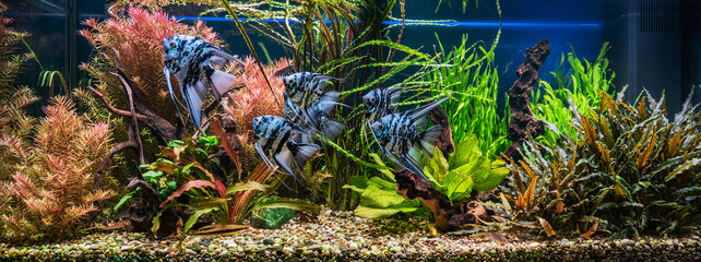 Freshwater aquarium with snags, green stones, tropical fish and water plants. Blue marbled...