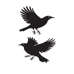 Fototapeta premium American Robin - Black Bird with Outstretched Wings