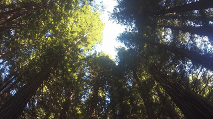 Fototapeta premium Towering view below majestic redwood tree,dramatic height,sunlight dense branches,serene forest atmosphere vivid,national,park,earth,planet,huge,large,big,thick,giants,raw,hike,Phytoncide,calm,relax