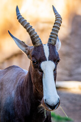 Horns