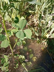 trifolium repens leaves with red midrib or white clover with red midrib