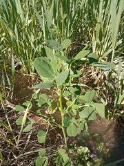 trifolium repens leaves with red midrib or white clover with red midrib