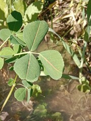 Obraz premium trifolium repens leaves with red midrib or white clover with red midrib