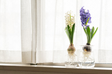 徒長したヒヤシンス,水耕栽培,インテリア