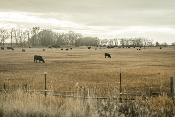 herd of black cattle grazing on a dry pasture with trees and an overcast sky in a rural setting