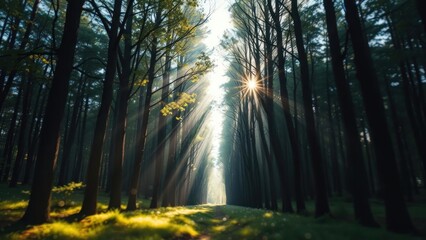 Obraz premium Sunbeams Through Forest Path: A Mystical Morning