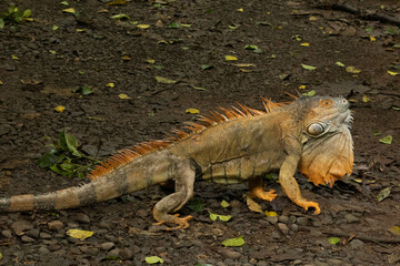 Pictures taken while in Costa RIca