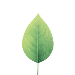 Fototapeta premium Single Green Leaf with Textured Surface and Stem