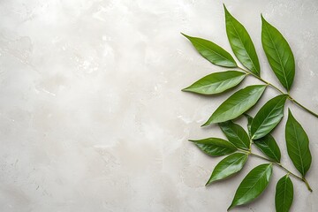 Nature background with floral elements and leaves on a neutral eco-friendly surface