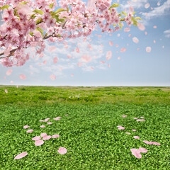 Obraz premium 河津桜が咲き花吹雪が舞う、草原と春の青空 