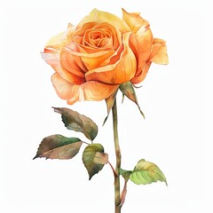 Watercolor Orange Rose Isolated on White Background. Beautiful Rose Flower