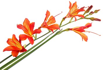 Orange Crocosmia Isolated on White Background. Beautiful Crocosmia Flower
